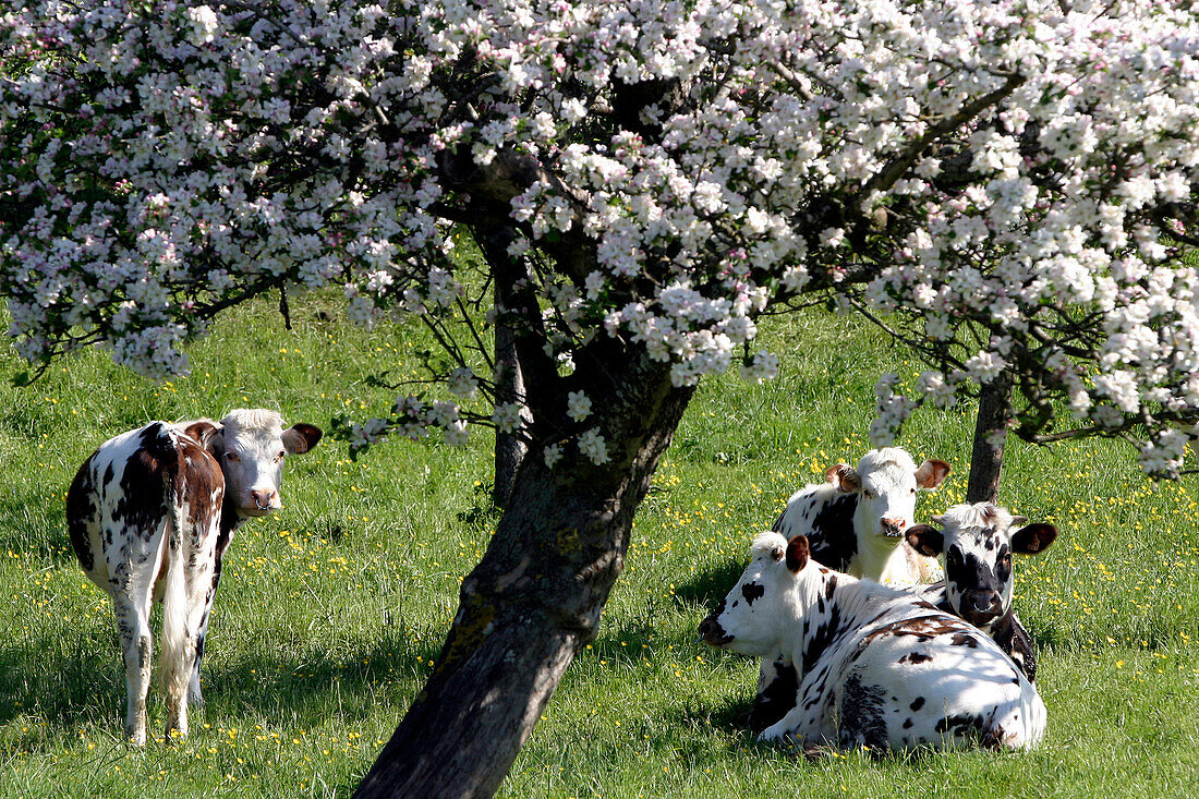 Norman Cows In The Shade Of Flowering Apple Trees, Normandy