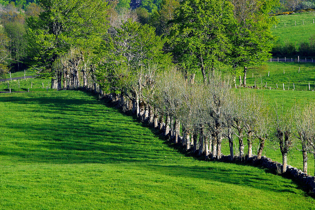 Summer Pasture Landscape In Aubrac, Aveyron (12), France