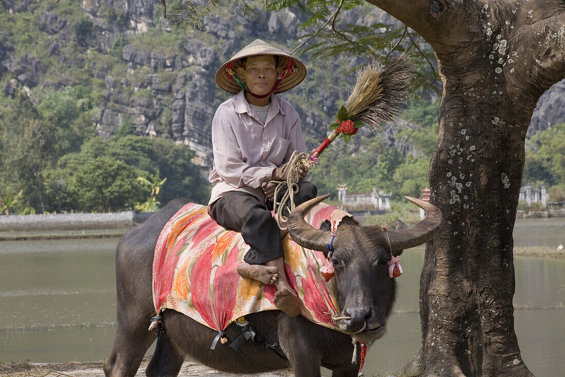 Bauer reitet auf einem Ochsen in der Provinz Ninh Binh, Vietnam, Asien