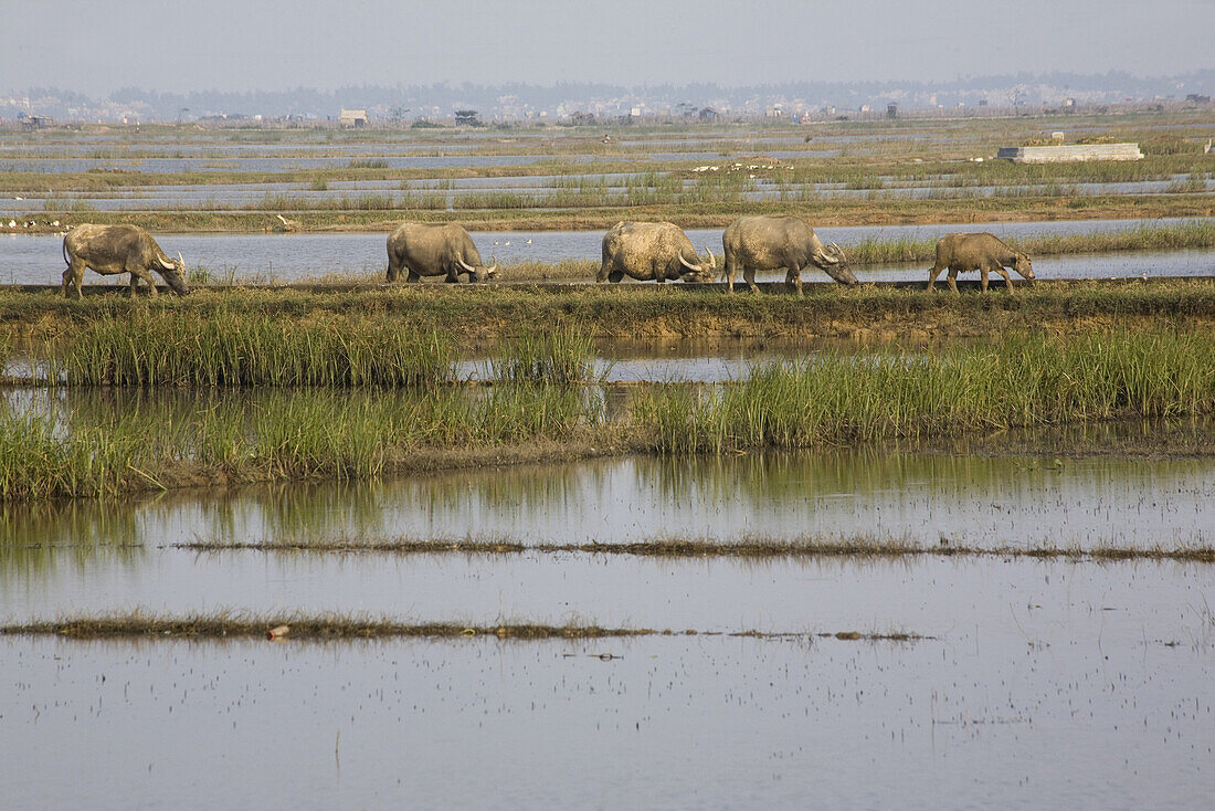 Water buffalos at rice fields, Quang Nam Province, Vietnam, Asia