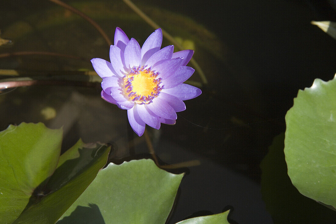 Lotosblume in einem Teich in Hoi An, Provinz Quang Nam, Vietnam, Asien