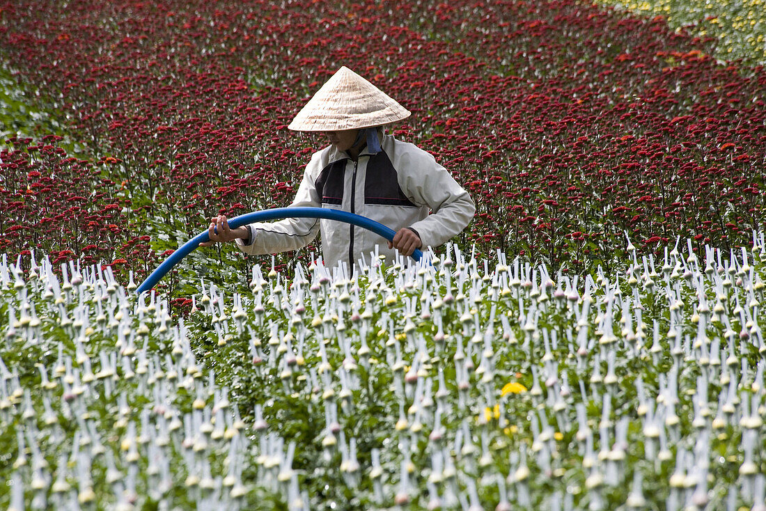 Bauer auf einem Feld mit Blumen, Provinz Lam Dong, Vietnam, Asien