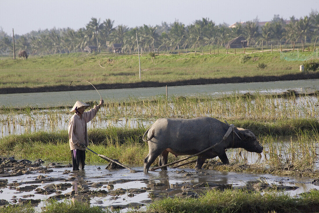 Bauer mit Wasserbüffel auf einem Feld, Provinz Quang Nam, Vietnam, Asien