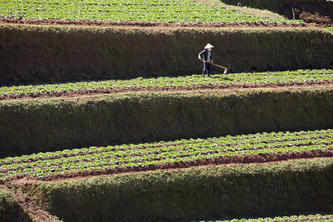 Farmer on terrace fields in the sunlight, Trai Mat, Lam Dong Province, Vietnam, Asia