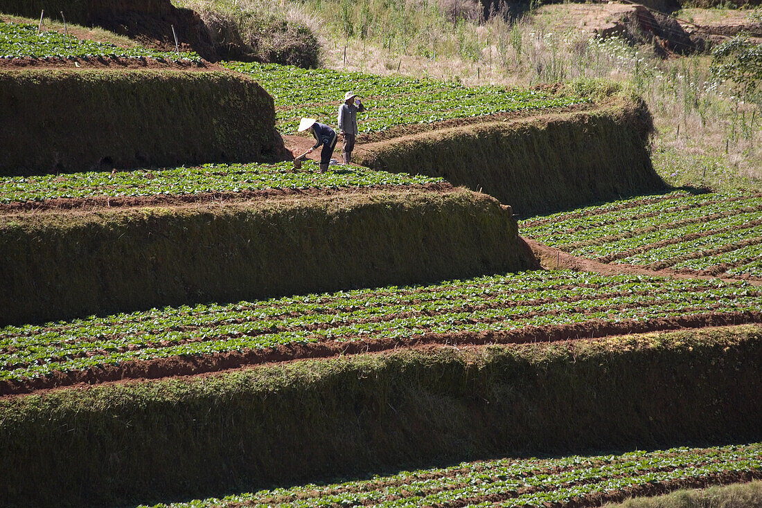 Bauern auf Terrassenfeldern im Sonnenlicht, Trai Mat, Provinz Lam Dong, Vietnam, Asien