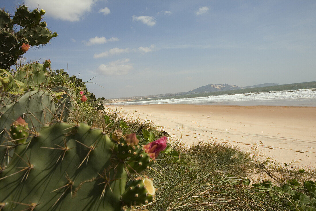 Deserted beach and cactuses, Mui Ne, Binh Thuan Province, Vietnam, Asia