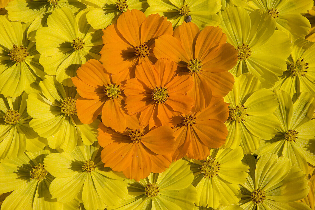 Yellow and orange blossoms decoratively arranged, Mui Ne, Provinz Binh Thuan, Vietnam, Asia