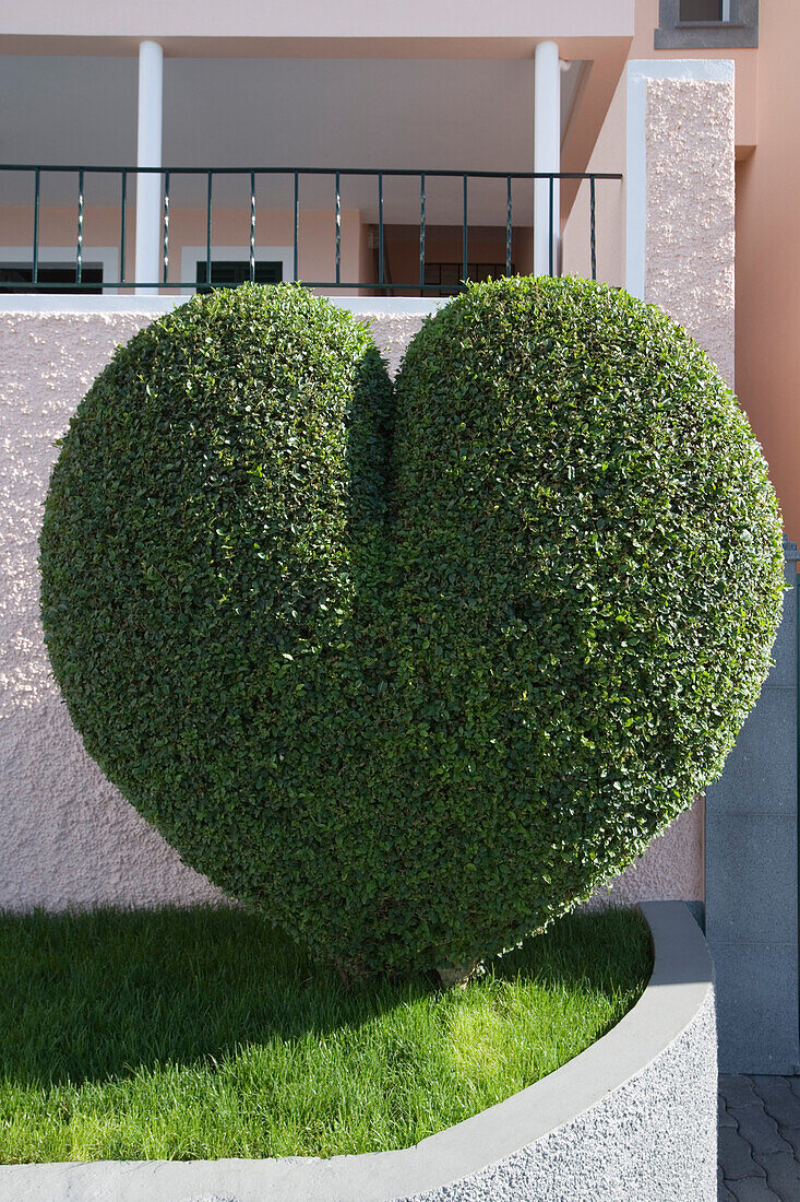 Heart shaped bush, Estreito de Camara de Lobos, Madeira, Portugal