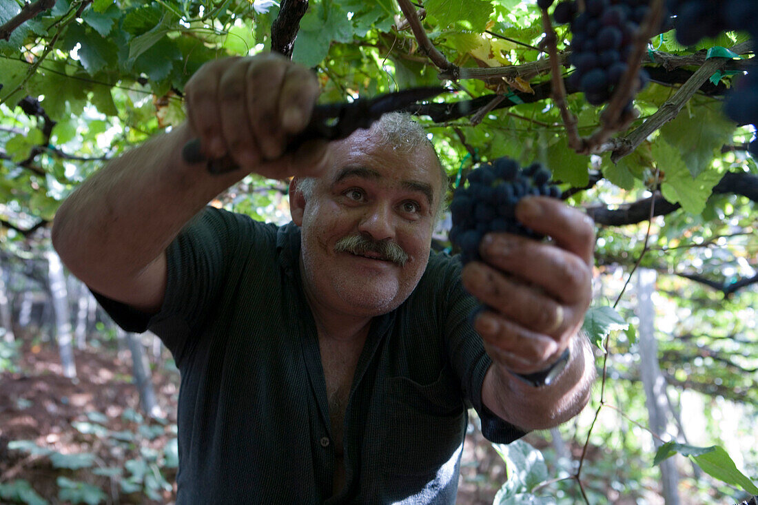 Mann bei der Weinlese auf einem Weinberg der Madeira Wine Company, Estreito de Camara de Lobos, Madeira, Portugal