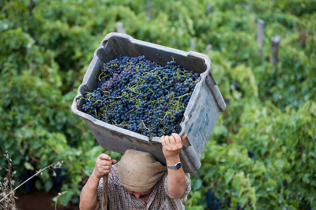 Mann mit Korb voller Trauben auf einem Weinberg der Madeira Wine Company, Estreito de Camara de Lobos, Madeira, Portugal