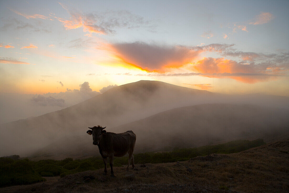 Rind im Nebel bei Sonnenuntergang, nahe Rabacal, Paul da Serra Hochebene, Madeira, Portugal