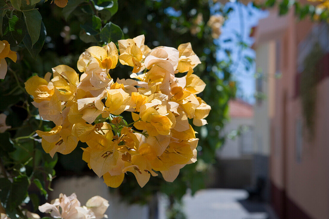 Gelbe Bougainvillea Blüten an Häuserfront, Jardim do Mar, Madeira, Portugal