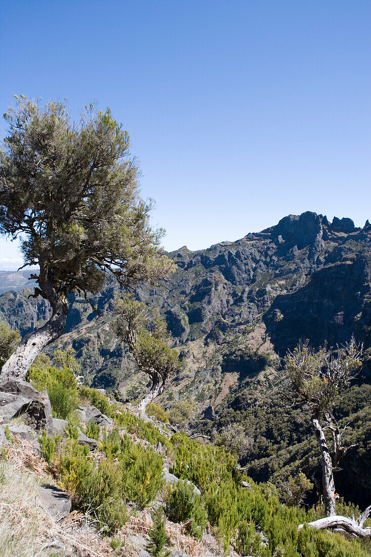 Trees on Walking Track to Pico Ruivo Summit, Achada do Teixeira, Madeira, Portugal