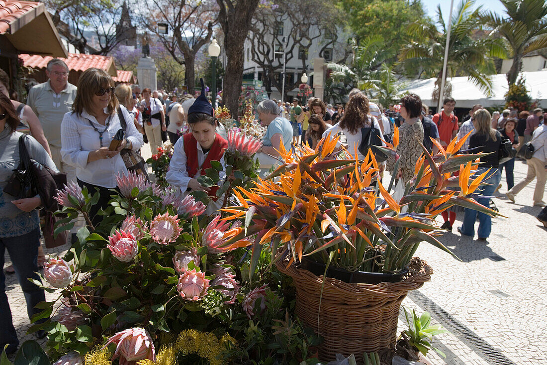 Blumenstand beim alljährlich stattfindenden Madeira Blumenfest, Funchal, Madeira, Portugal