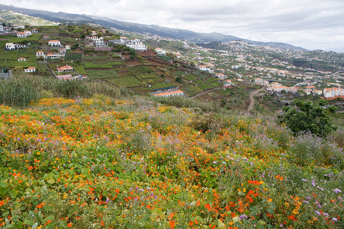 Wiese mit Kapuzinerkresse Blüten, Estreito de Camara de Lobos, Madeira, Portugal