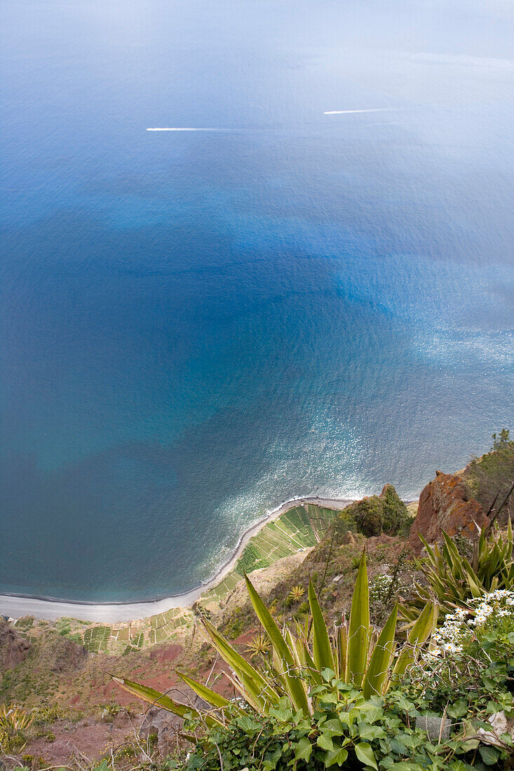 Küste mit Agave im Vordergrund, Blick von der Cabo Girao Klippe, Madeira, Portugal