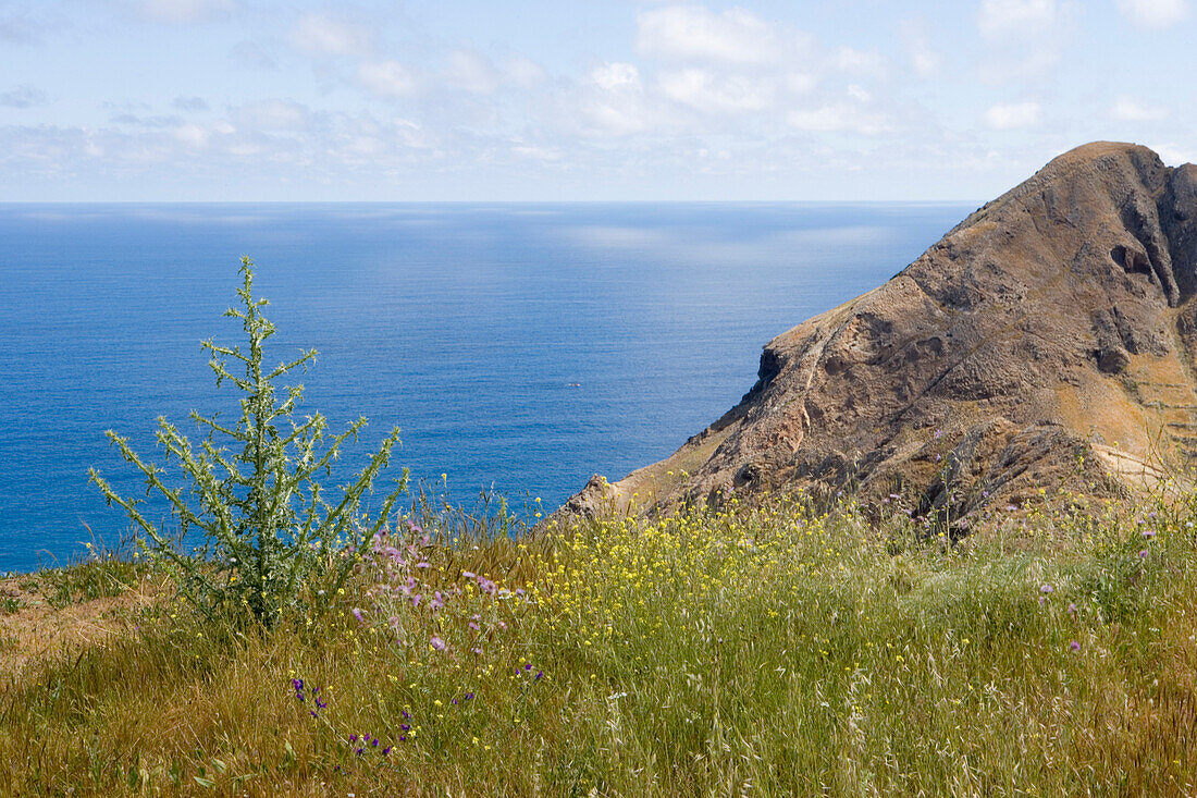 Distel in Form von Weihnachtsbaum vor Küstenlandschaft, Porto Santo, nahe Madeira, Portugal