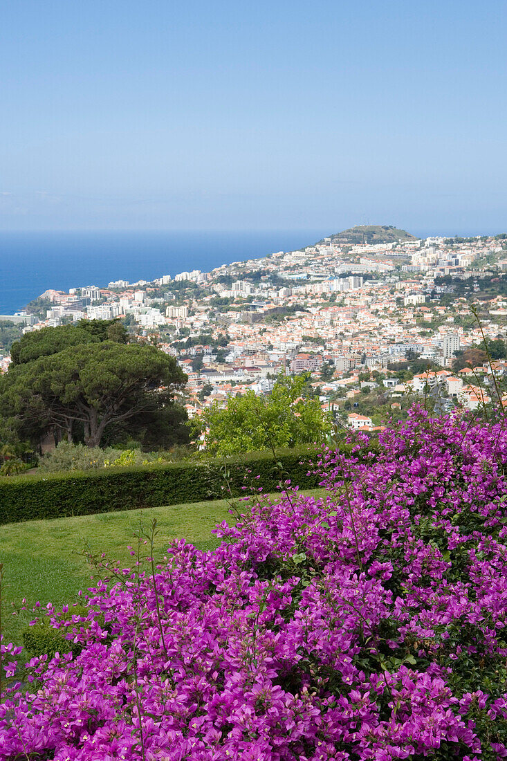 Bougainvillea, Botanischer Garten, Funchal, Madeira, Portugal