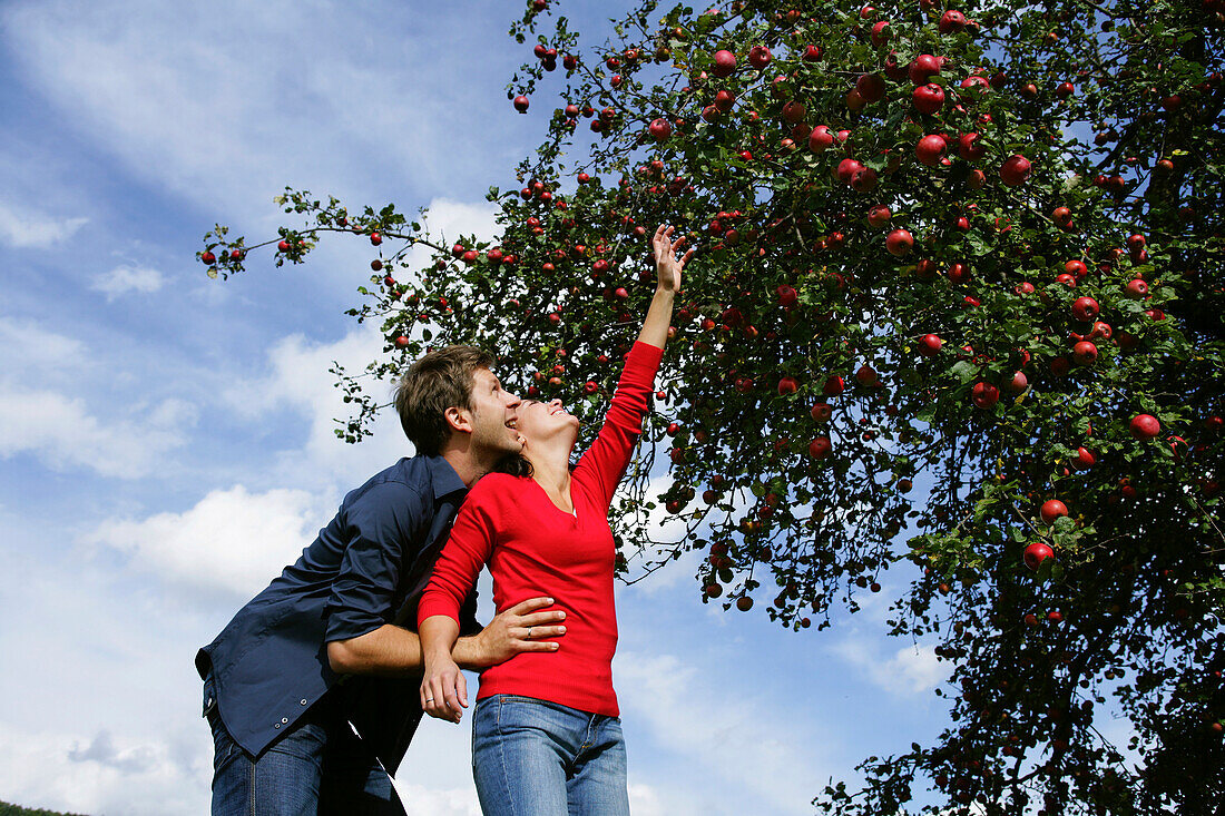 Couple under an apple tree, woman reaching for an apple, Styria, Austria