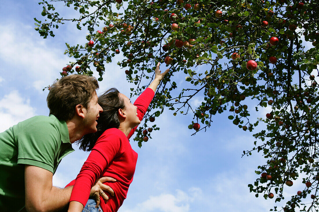 Couple under an apple tree, woman reaching for an apple, Styria, Austria