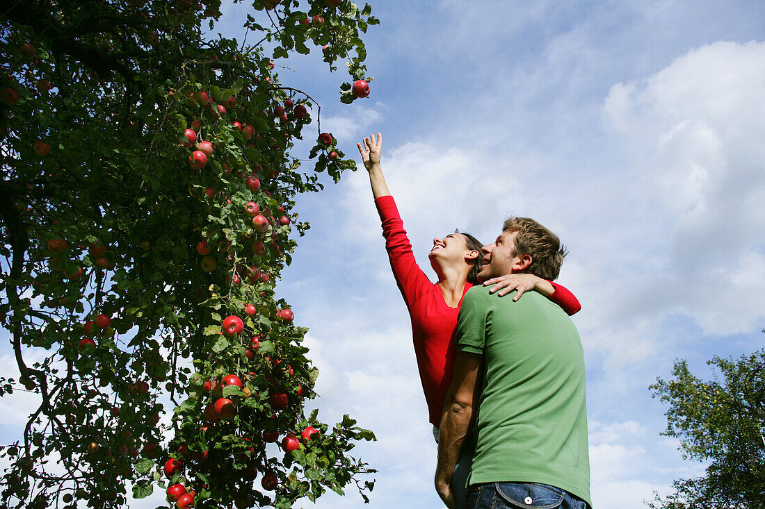 Paar unter einem Apfelbaum, Frau streckt sich nach einem Apfel, Steiermark, Österreich