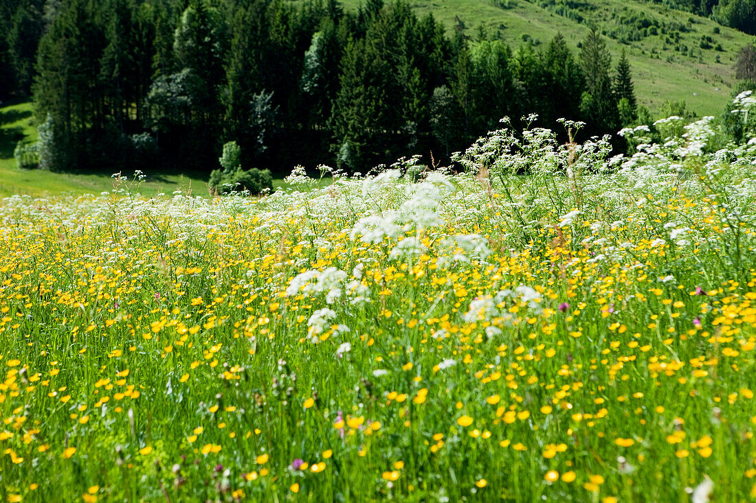 Blumenwiese, Berg Staffel, Jachenau, Bayern, Deutschland