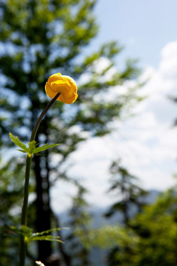 Globeflower, mountain Staffel, Jachenau, Bavaria, Germany