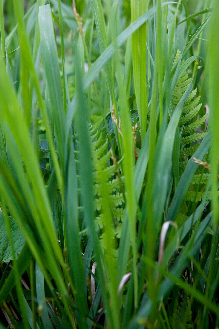 Grass and fern, Staffel, Jachenau, Bavaria, Germany