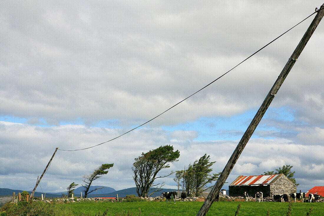 Cows out at feed in front of trees in the wind, Mizen Head Peninsula, County Cork, southwest coast, Ireland, Europe