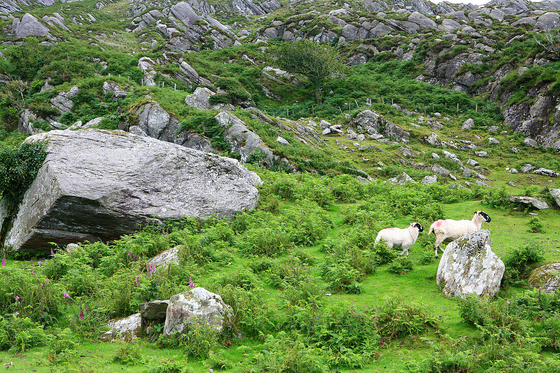 Sheep on a stony meadow at the Ring of Beara, Beara Peninsula, County Cork, southwest coast, Ireland, Europe