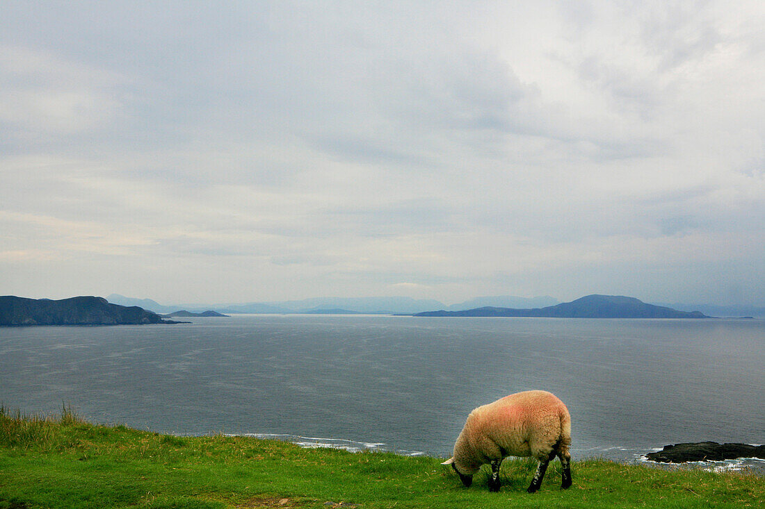 Grasendes Schaf vor Meer und Küstenlandschaft, Achill Island, County Mayo, Westküste, Irland, Europa