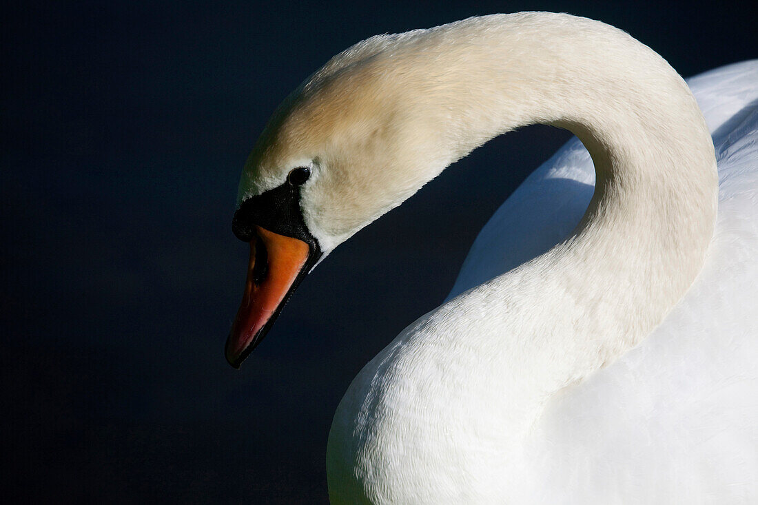 Schwan im Nymphenburger Park, München, Bayern, Deutschland