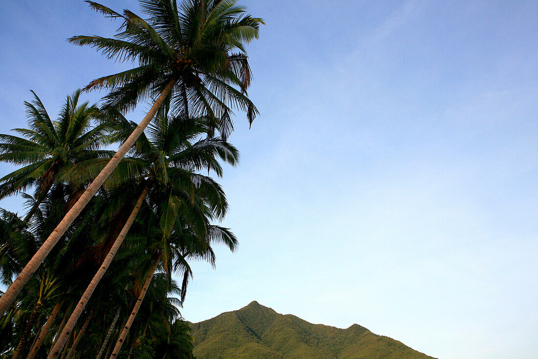 Low angle view at coconut palm trees on the beach, Sabang, Palawan, Philippines, Asia