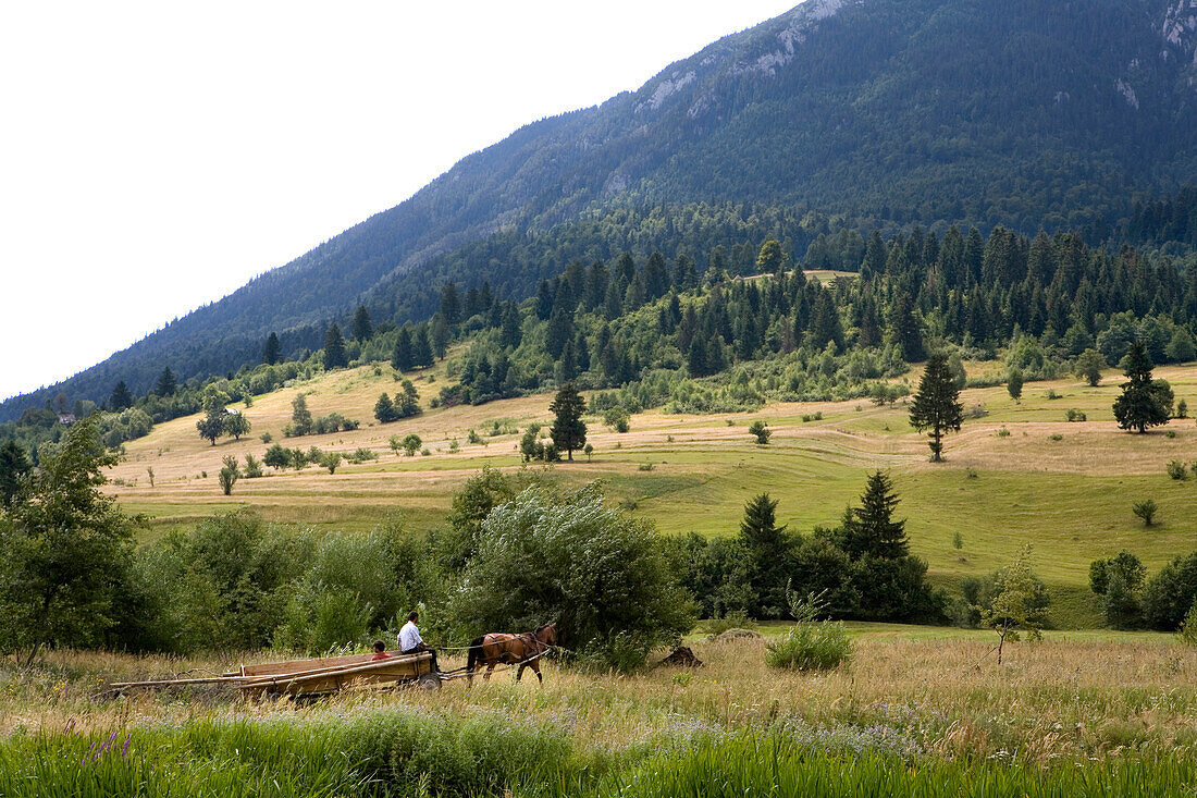 Zigeuner auf Pferdewagen am Fusse der Königsstein Berge, Piatra Craiuli, Transsilvanien, Siebenbürgen, Rumänien, Europa