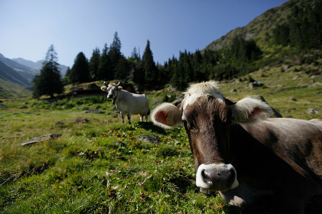Kühe auf einer Alm, Pflerschtal, Südtirol, Trentino-Alto Adige, Italien