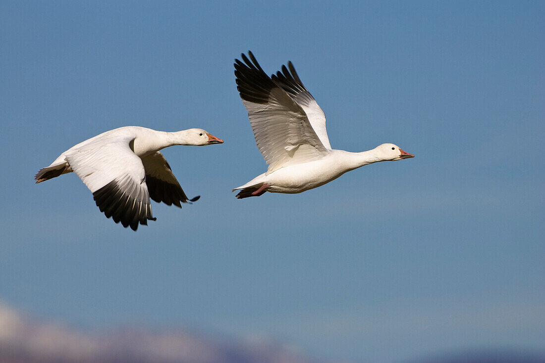 Snow Geese in flight, Anser caerulescens atlanticus, Chen caerulescens, Bosque del Apache Wildlife Refuge, New Mexico, USA