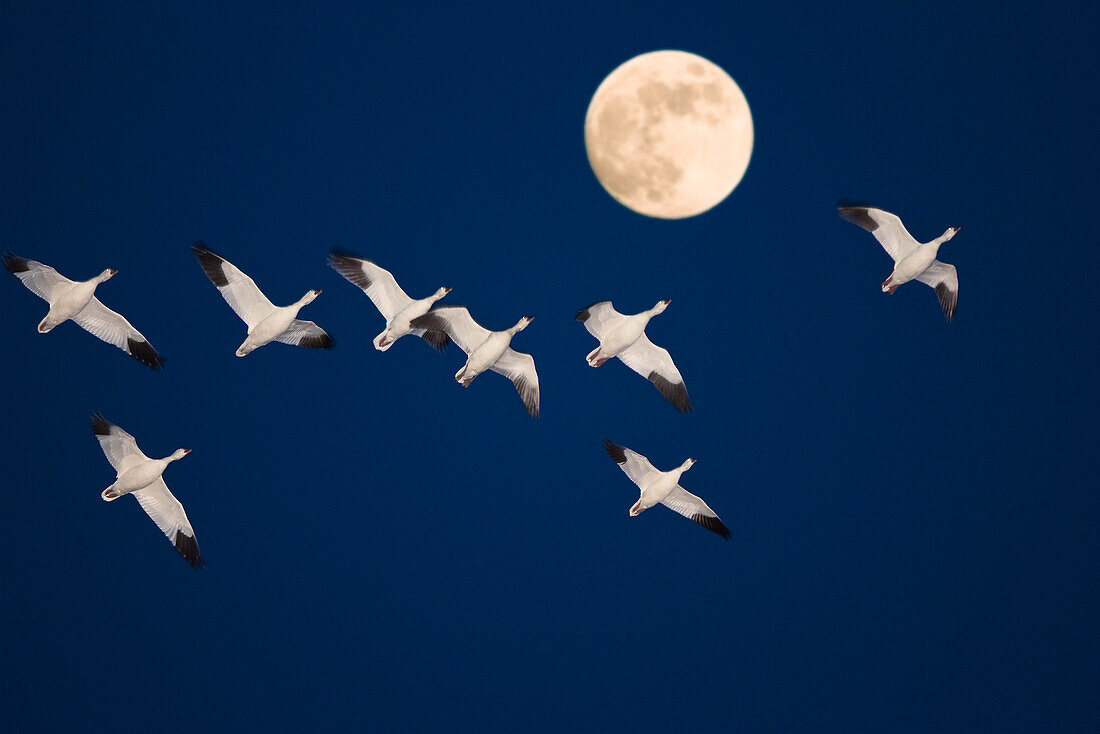 Snow Geese flying to their roosting place at full moon, wintering in Bosque del Apache, New Mexico, USA