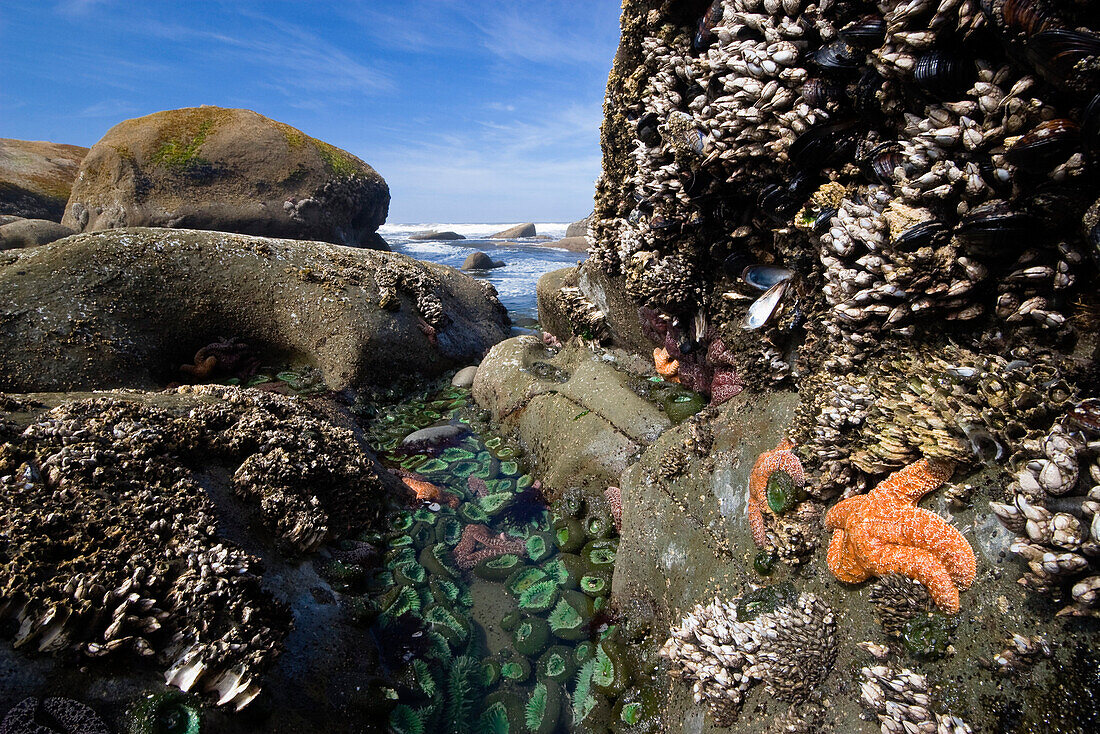Gezeitentümpel mit Seesternen und Seeanemonen, Pazifikküste, Olympic Nationalpark, Washington, USA