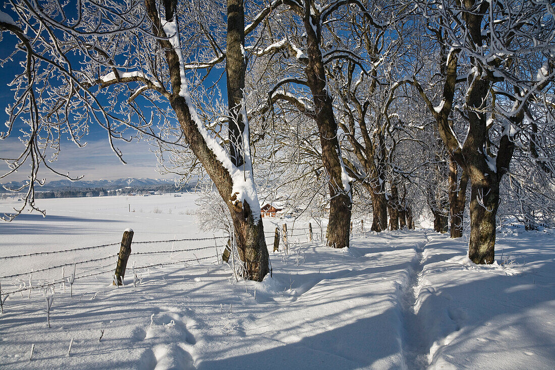Allee im Schnee, Winterlandschaft bei Iffeldorf, Oberbayern, Deutschland, Europa