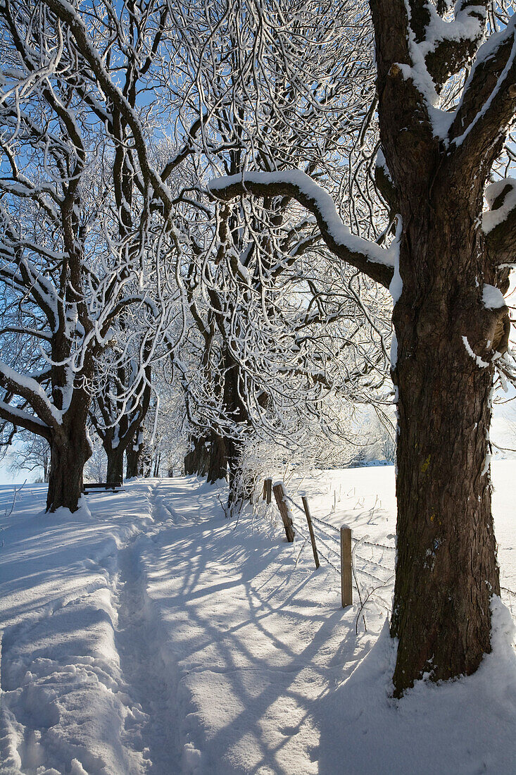 Alley in the snow, winter scenery near Iffeldorf, Upper Bavaria, Germany, Europe