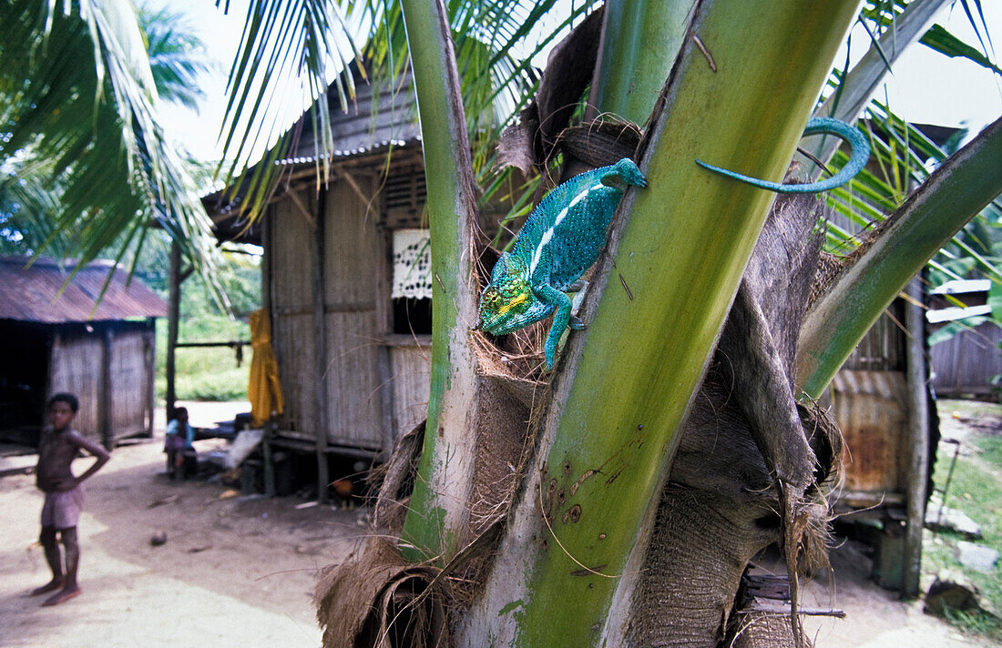 Pnther-Chamaeleon in madegassischem Dorf, Furcifer pardalis, Insel Nosy Komba, Madagaskar
