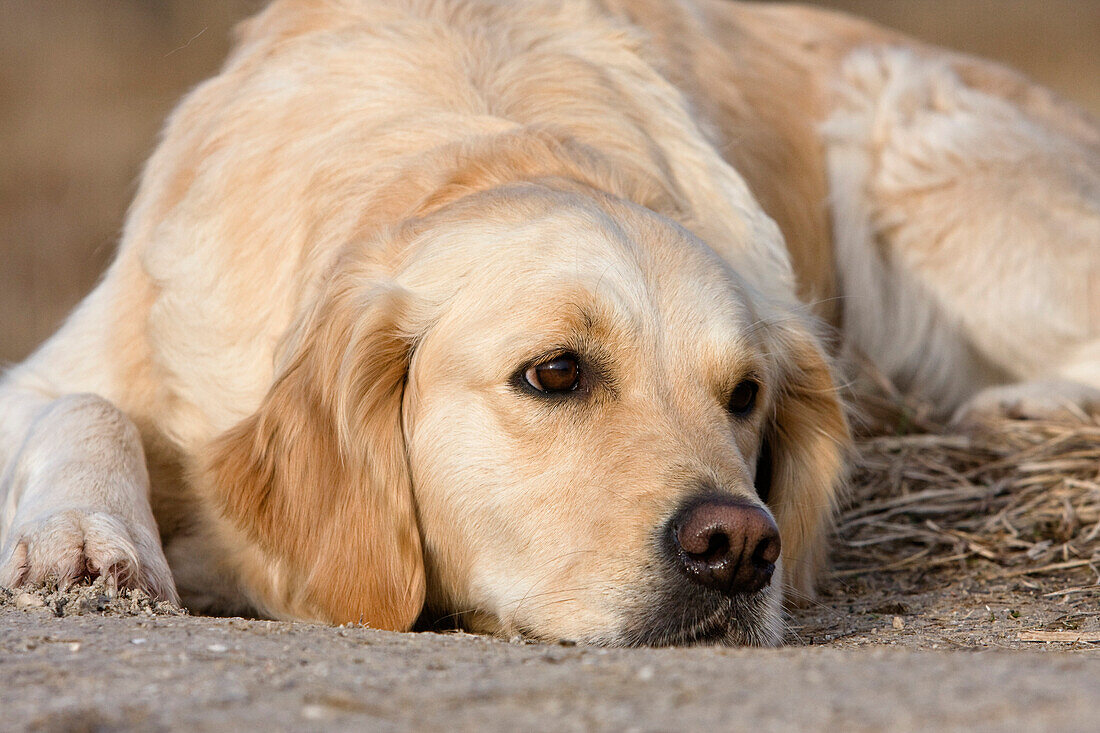 Golden Retriever, Haushund, Deutschland, Europa