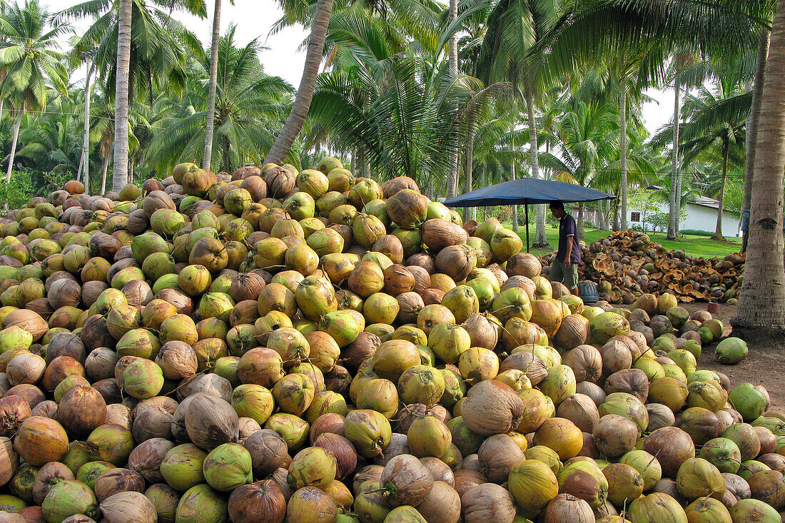 Pile Of Coconuts, Bang Saphan Province, Thailand