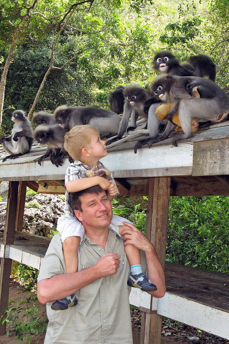 Child Feeding Gibbon Apes With Their Young, Prachuap Khiri Khan, Thailand