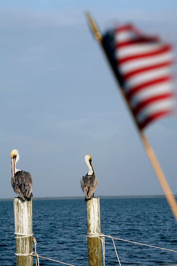 Pelican And American Flag By The Sea, Sanibel Island, Florida, Usa