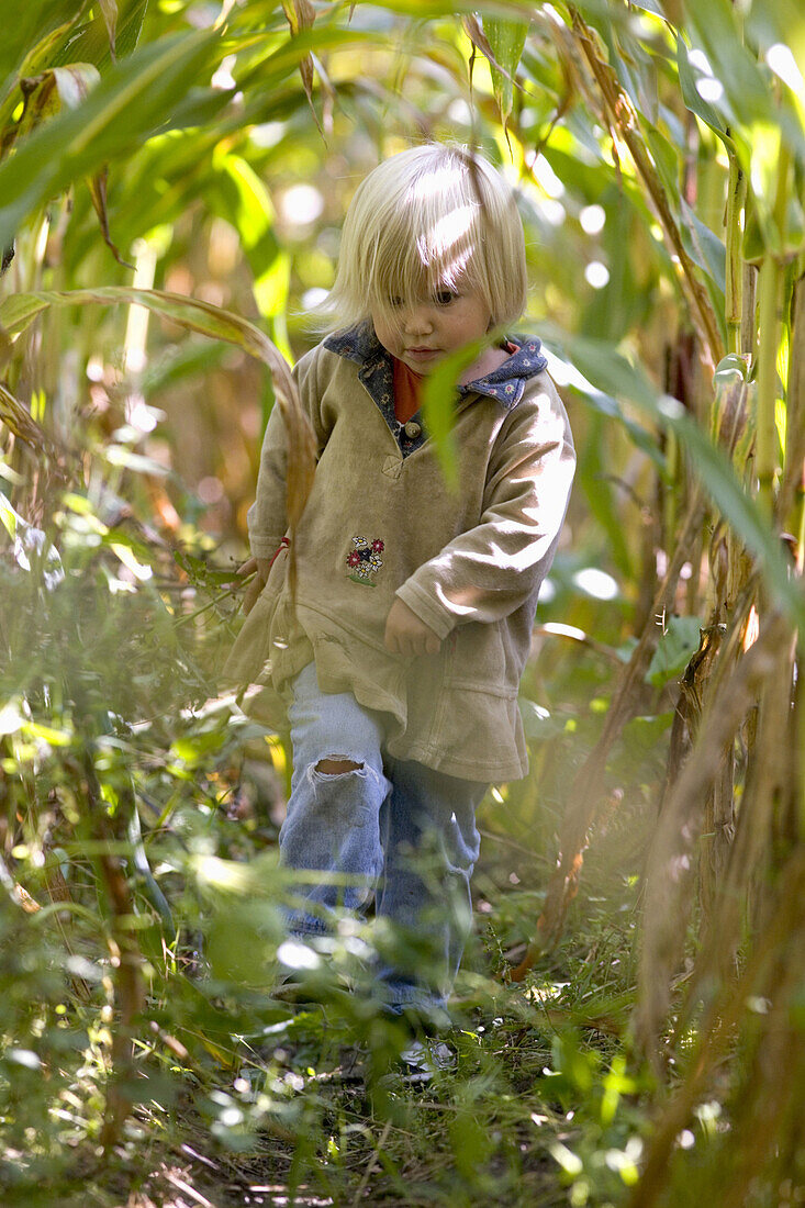 Girl (2 years) walking through a cornfield, Berg, Bavaria, Gemany