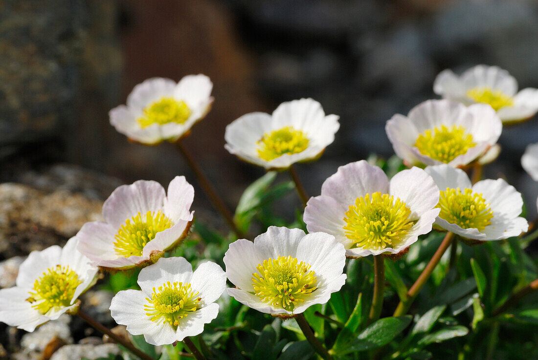 Glacier crowfoot (Ranunculus glacialis), Sellrain, Stubai Alps, Tyrol, Austria