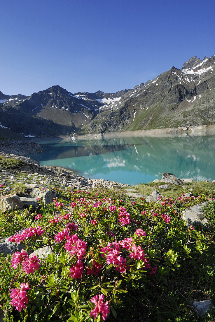 Alpenrosen blühen am Stausee Finstertal, Sellrain, Stubaier Alpen, Tirol, Österreich
