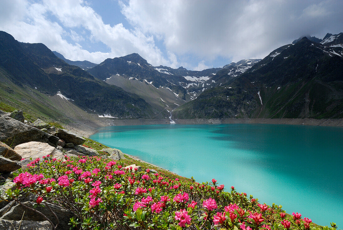 Alpenrosen blühen am Stausee Finstertal, Sellrain, Stubaier Alpen, Tirol, Österreich