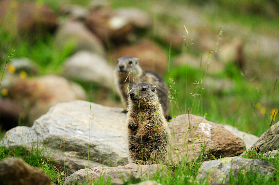 Zwei Alpenmurmeltiere (Marmota marmota) machen Männchen, Stubai, Stubaier Alpen, Tirol, Österreich